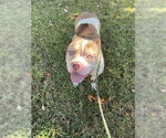 Small American Bulldog-Staffordshire Bull Terrier Mix