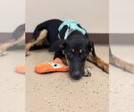 Marigold - Female Labrador Retriever-Unknown Mix Dog for Adoption - Small photo