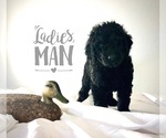 Puppy 2 Labradoodle