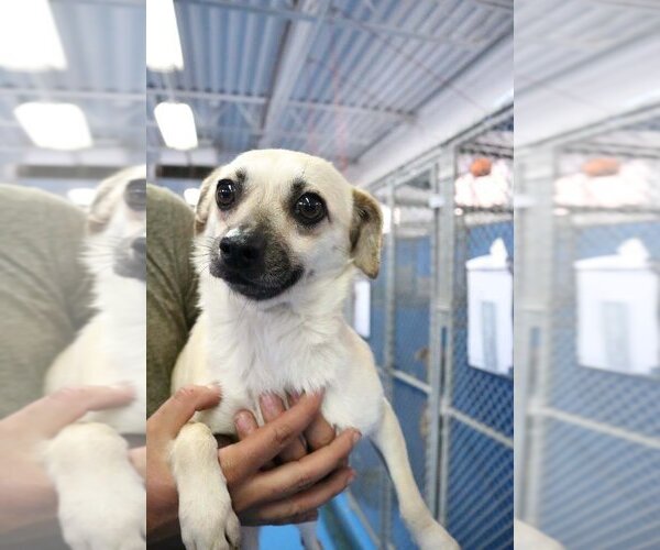 Medium Photo #1 Chihuahua-Unknown Mix Puppy For Sale in Calgary, Alberta, Canada