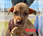 Small #12 Mutt