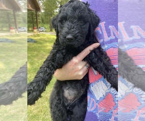 Goldendoodle-Poodle (Standard) Mix Puppy for sale in TIMPSON, TX, USA