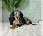 Small #4 Dachshund