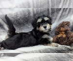Small #9 Havanese