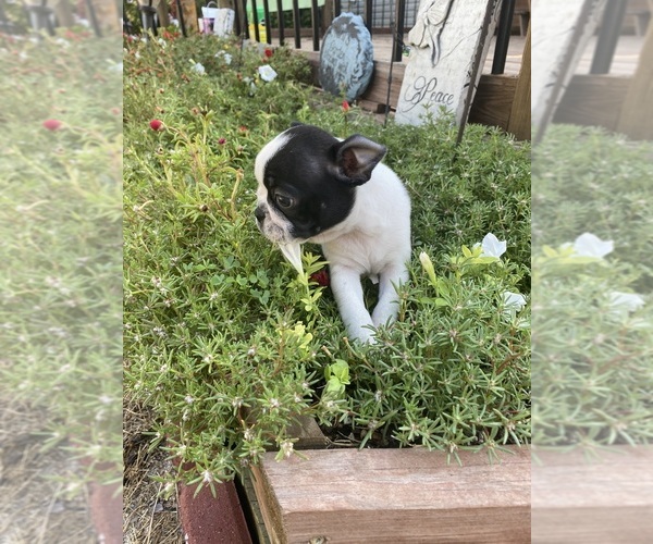 Medium Photo #9 Boston Terrier Puppy For Sale in FREDONIA, KS, USA