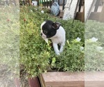 Small #8 Boston Terrier