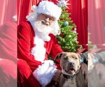 Small #8 American Pit Bull Terrier Mix