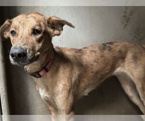 German Shepherd Dog Dogs for adoption in San Bernardino, CA, USA