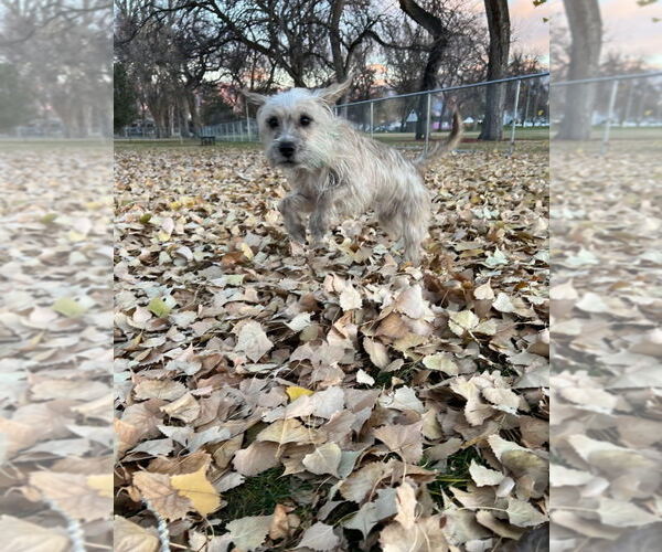 Medium Photo #3 Mutt Puppy For Sale in Salt Lake City, UT, USA