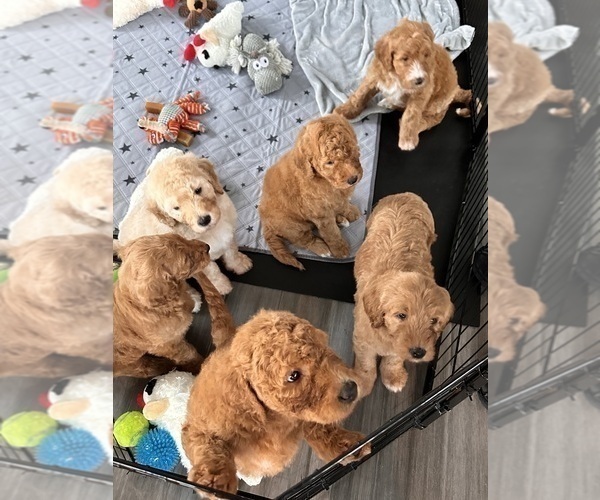 Medium Photo #5 Goldendoodle Puppy For Sale in SALEM, SC, USA