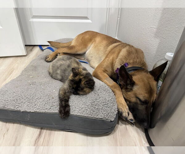 Medium Photo #4 Mutt Puppy For Sale in Imlay City, MI, USA