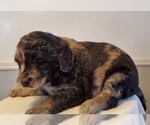 Small Photo #5 Aussiedoodle Puppy For Sale in ATHENS TOWNSHIP, PA, USA