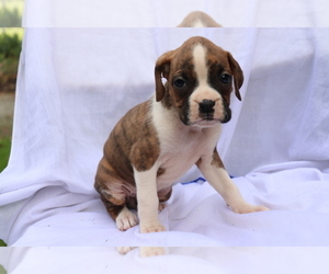 Boxer Puppy for sale in SHILOH, OH, USA
