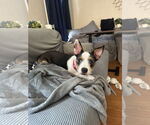 Small Mutt