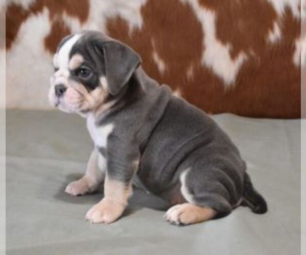 Medium Photo #4 English Bulldog Puppy For Sale in MARSHFIELD, MO, USA