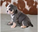 Small #3 English Bulldog