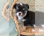 Small #3 Chihuahua