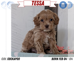 Puppy Tessa Cockapoo (Toy)