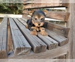 Small Photo #5 Yorkshire Terrier Puppy For Sale in SANTA CLARITA, CA, USA
