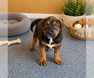 Mastiff-Unknown Mix Dogs for adoption in Phoenix, AZ, USA