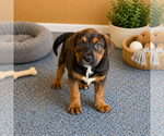 Small Mastiff Mix