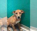 A256727 - Female German Shepherd Dog-Unknown Mix Dog for Adoption - Small photo