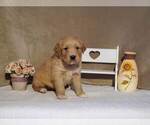 Puppy Dodge Golden Retriever