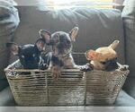 Small Photo #67 French Bulldog Puppy For Sale in DALLAS, TX, USA