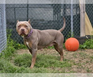 American Pit Bull Terrier Dogs for adoption in Evansville, IN, USA