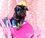Small #1 Bichpoo