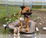 Small #2 American Pit Bull Terrier Mix
