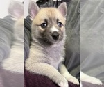Small #22 Pomsky