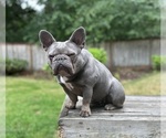 Small Photo #1 French Bulldog Puppy For Sale in UNIVERSITY PLACE, WA, USA