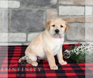Labrador Retriever Puppy for sale in SELINSGROVE, PA, USA