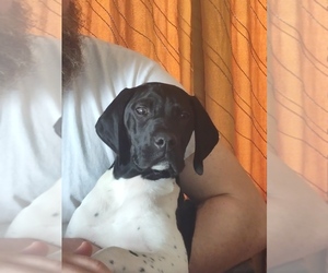 German Shorthaired Pointer Puppy for sale in BACKUS, MN, USA