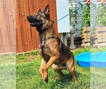 Small #3 German Shepherd Dog Mix