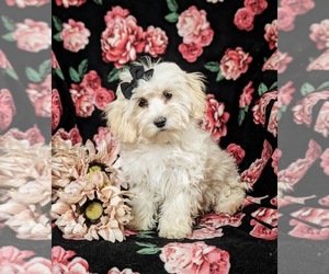 Maltipoo Puppy for sale in OXFORD, PA, USA