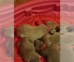 Small Photo #1 Weimaraner Puppy For Sale in PLAIN DEALING, LA, USA