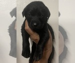 Image preview for Ad Listing. Nickname: Lt Blue
