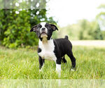 Small #8 Boston Terrier