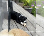 Small #1 Collie-Labrador Retriever Mix