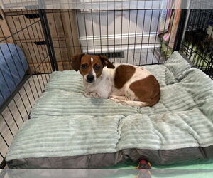 Chihuahua-Unknown Mix Dogs for adoption in Holly Springs, NC, USA