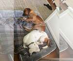 Small #4 Coonhound Mix