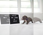 Small #20 American Pit Bull Terrier