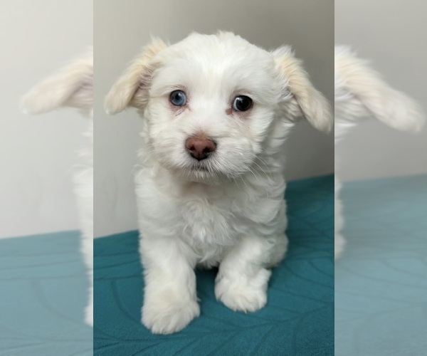 Medium Photo #1 ShihPoo Puppy For Sale in PLAINFIELD, IL, USA