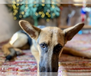 German Shepherd Dog Dogs for adoption in CIRCLE CITY, AZ, USA