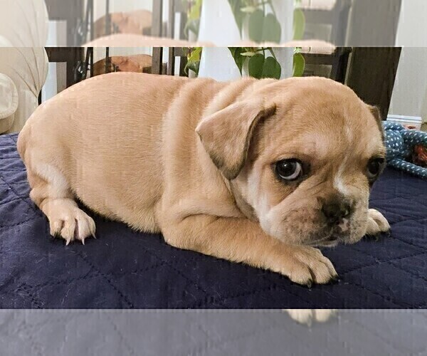 Medium Photo #5 French Bulldog Puppy For Sale in CHINO HILLS, CA, USA
