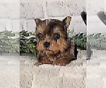 Small #6 Yorkshire Terrier
