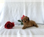 Puppy Reese Cavapoo