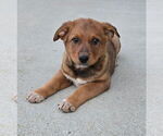 Small #1 Australian Cattle Dog